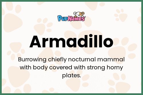 Armadillo dog name meaning