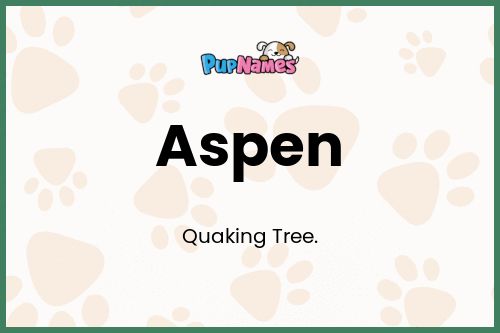 Aspen dog name meaning