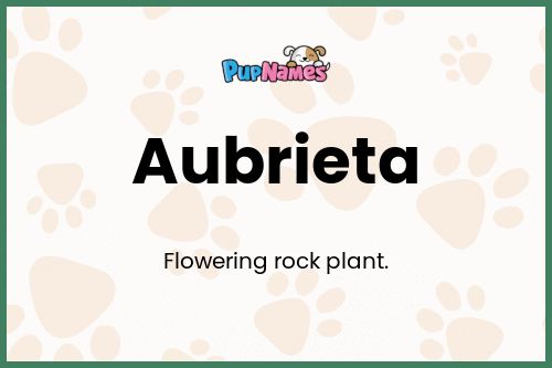 Aubrieta dog name meaning