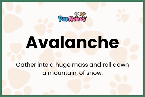 Avalanche dog name meaning