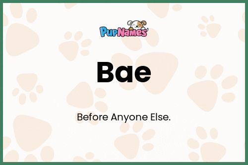 Bae dog name meaning