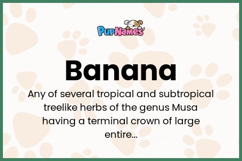 Banana dog name meaning