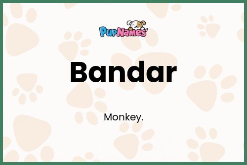 Bandar dog name meaning