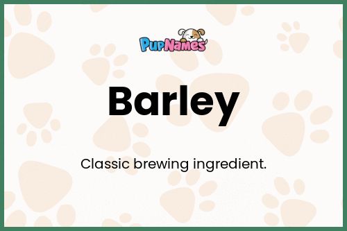 Barley dog name meaning