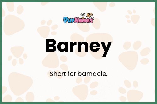 Barney dog name meaning