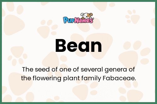 Bean dog name meaning