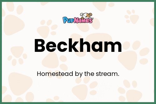 Beckham dog name meaning