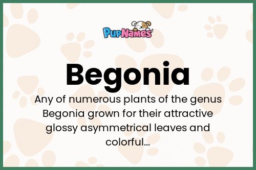 Begonia dog name meaning
