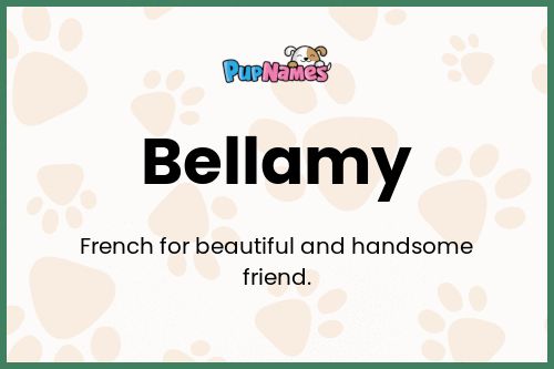 Bellamy dog name meaning