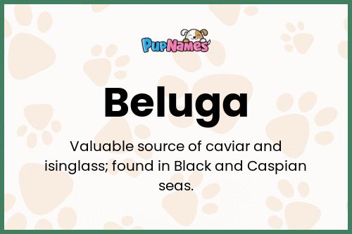 Beluga dog name meaning