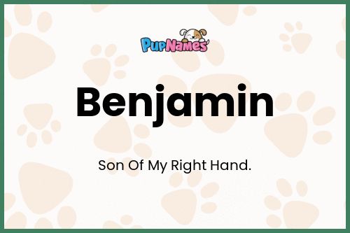 Benjamin dog name meaning