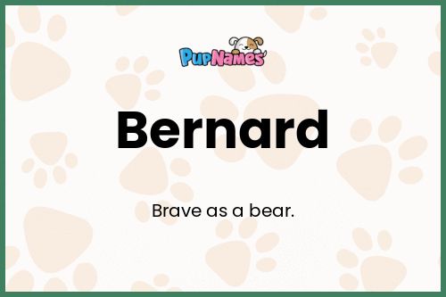 Bernard dog name meaning