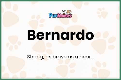 Bernardo dog name meaning