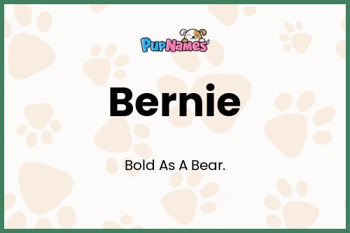 Bernie dog name meaning