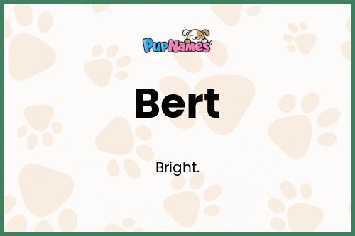 Bert dog name meaning