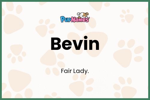 Bevin dog name meaning