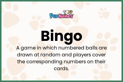 Bingo dog name meaning