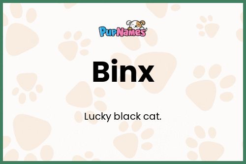 Binx dog name meaning