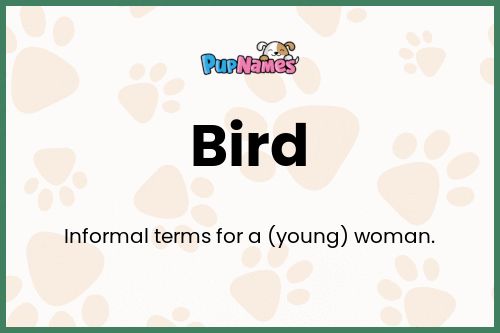 Bird dog name meaning