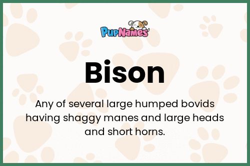 Bison dog name meaning