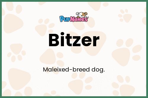 Bitzer dog name meaning