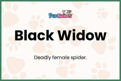 Black Widow dog name meaning