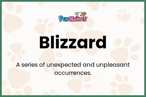 Blizzard dog name meaning