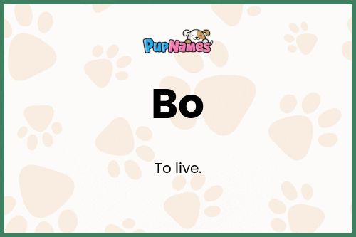 Bo dog name meaning