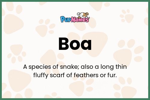 Boa dog name meaning