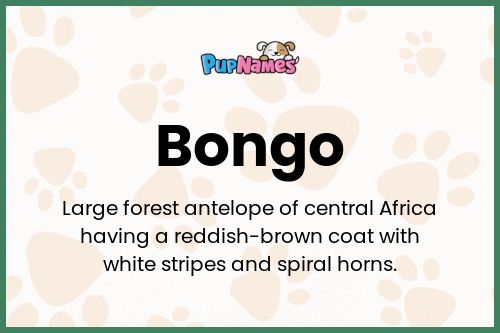 Bongo dog name meaning