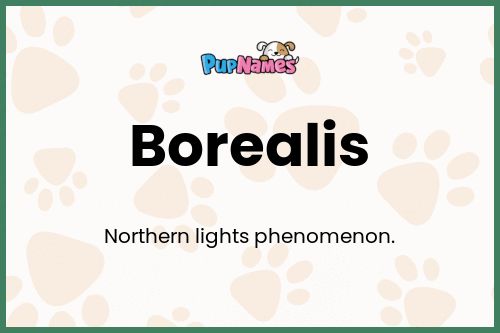 Borealis dog name meaning