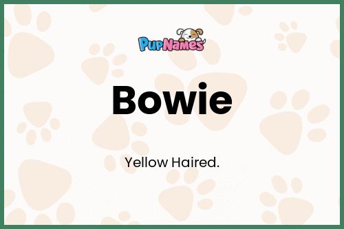 Bowie dog name meaning