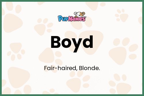 Boyd dog name meaning