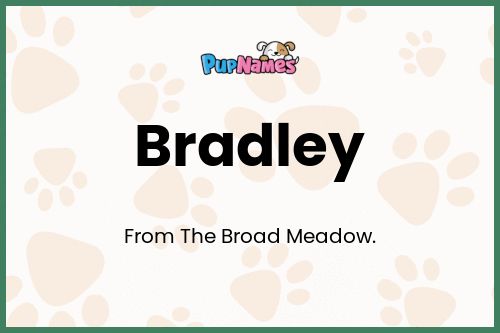 Bradley dog name meaning