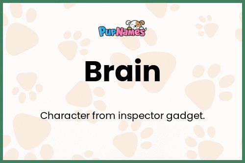 Brain dog name meaning