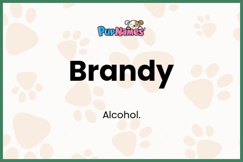 Brandy dog name meaning