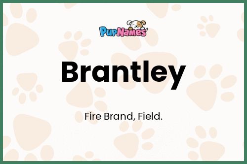 Brantley dog name meaning