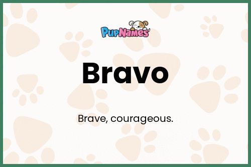 Bravo dog name meaning