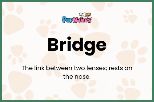 Bridge dog name meaning
