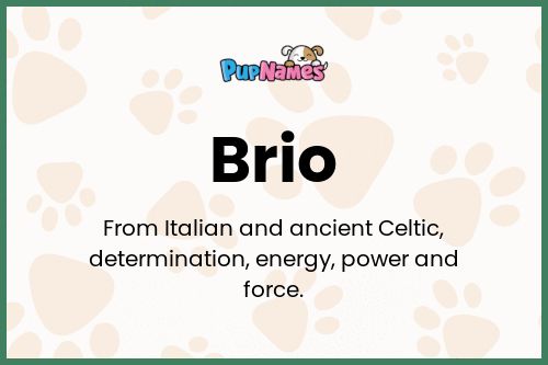 Brio dog name meaning