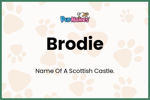 Brodie dog name meaning