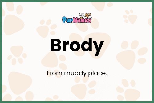 Brody dog name meaning