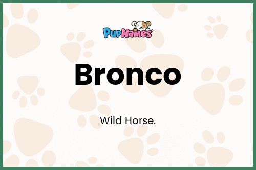 Bronco dog name meaning