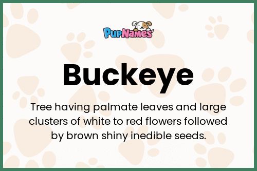 Buckeye dog name meaning