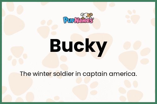 Bucky dog name meaning