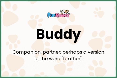 Buddy dog name meaning