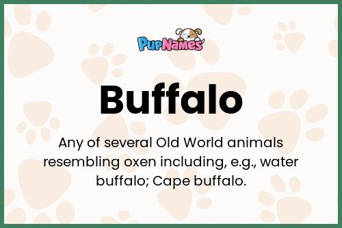 Buffalo dog name meaning