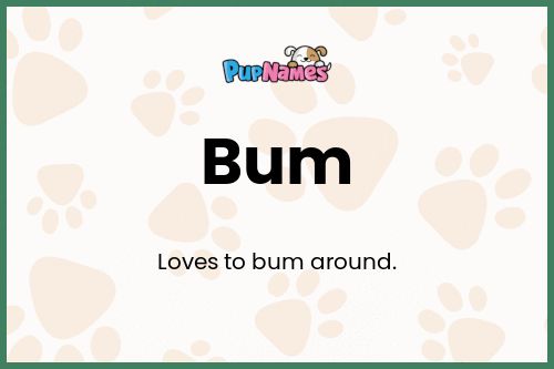 Bum dog name meaning