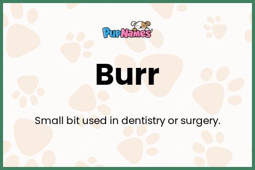 Burr dog name meaning