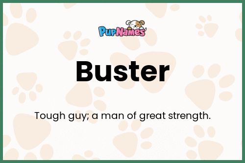 Buster dog name meaning